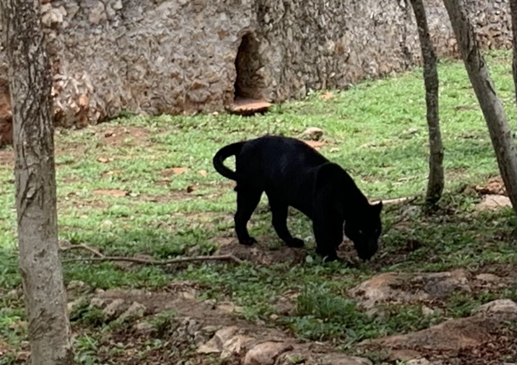 Jaguar at Vallazoo