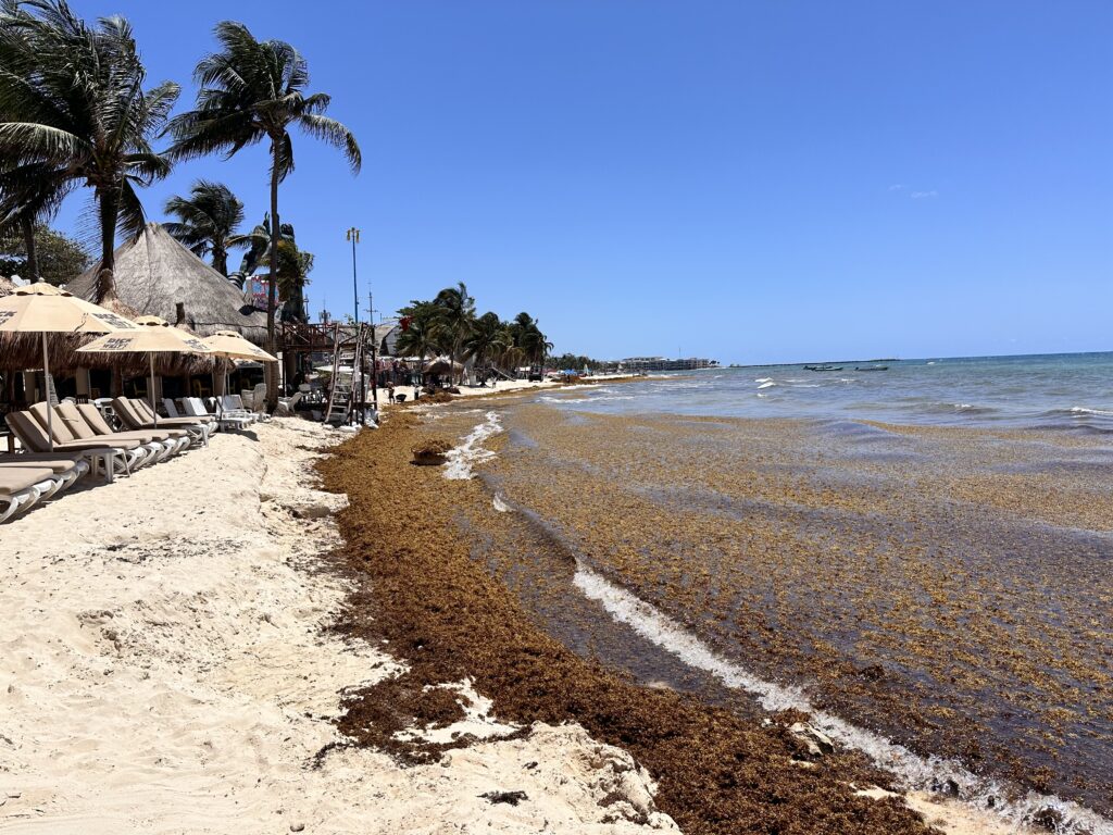 Seaweed Playa Del Carmen
