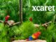 Xcaret park admissions