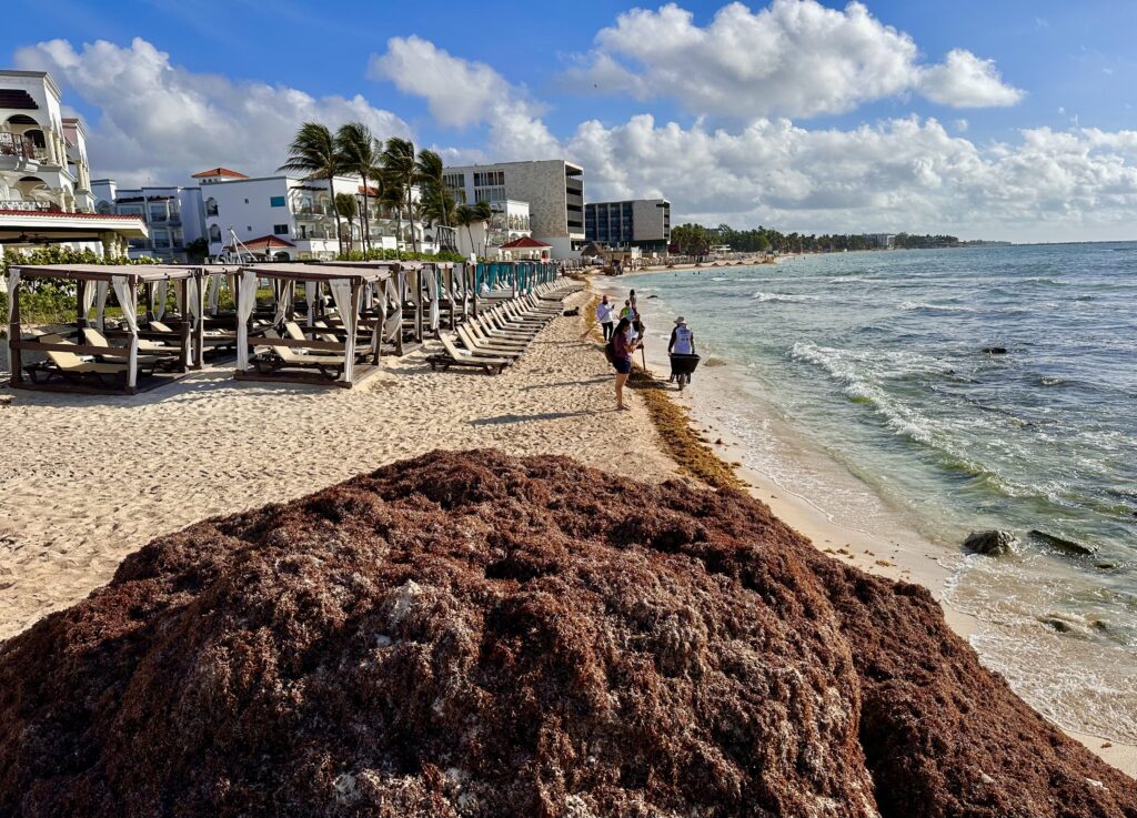Playa Del Carmen Seaweed
