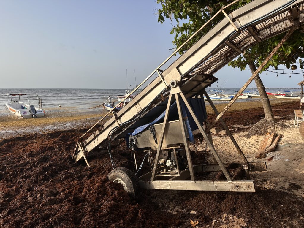 seaweed removal