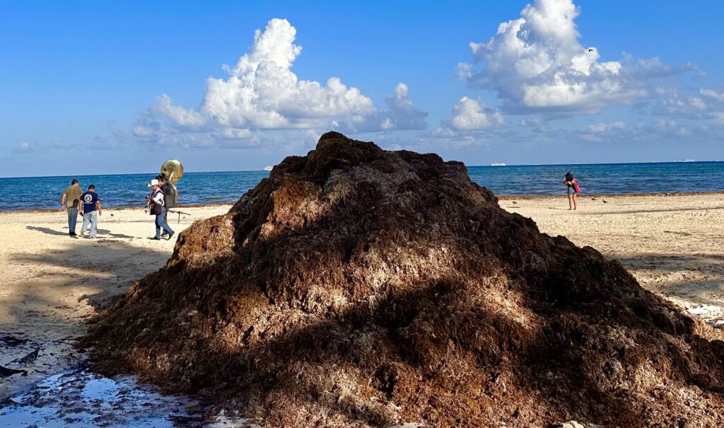 sargassum in Playa Del Carmen