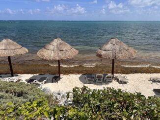 A beach in the Riviera Maya with seaweed.
