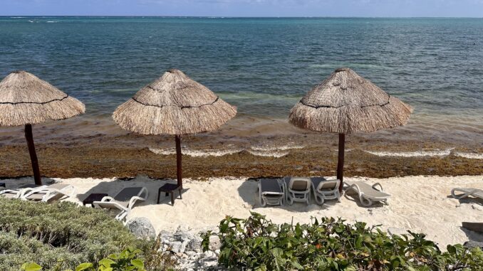 A beach in the Riviera Maya with seaweed.
