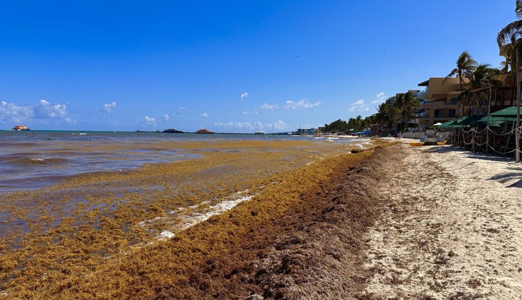 sargassum Playa Del Carmen