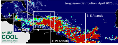seaweed forecast